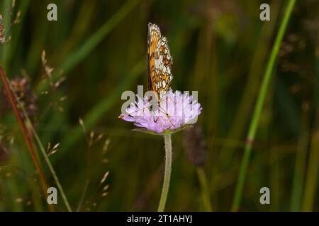 Melitaea athalia famille Nymphalidae genre Mellicta Heath papillon fritillaire nature sauvage photographie d'insectes, image, papier peint Banque D'Images