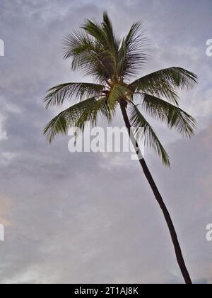 Un cocotier unique contraste avec le ciel nuageux du soir près de la plage de Kailua-Kona, Big Island, Hawaii. Banque D'Images