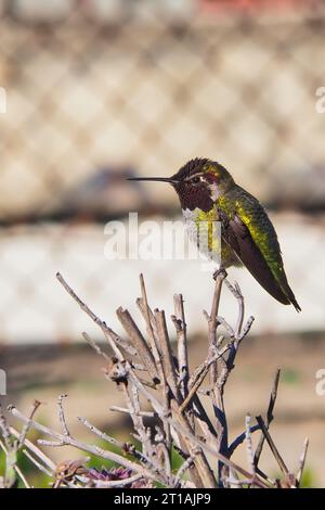 Un colibri mâle sauvage d'Anna sur des brindilles d'arbres dans les limites de la ville de San Francisco, Californie. Banque D'Images