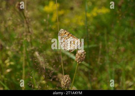 Melitaea athalia famille Nymphalidae genre Mellicta Heath papillon fritillaire nature sauvage photographie d'insectes, image, papier peint Banque D'Images