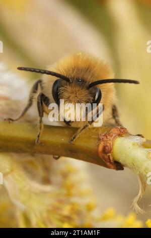 Gros plan facial naturel du collète vernal mâle ou de l'abeille minière printanière, Colletes cunicularius, sur une brindille, Salix caprea Banque D'Images