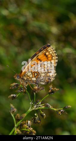 Melitaea athalia famille Nymphalidae genre Mellicta Heath papillon fritillaire nature sauvage photographie d'insectes, image, papier peint Banque D'Images