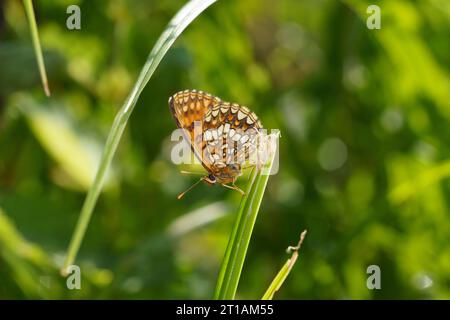 Melitaea diamina famille Nymphalidae genre Melitaea Faux bruyères papillon fritillaire nature sauvage photographie d'insectes, image, papier peint Banque D'Images