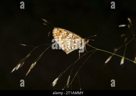 Melitaea athalia famille Nymphalidae genre Mellicta Heath papillon fritillaire nature sauvage photographie d'insectes, image, papier peint Banque D'Images