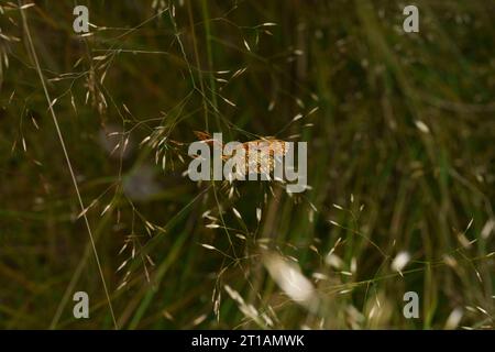 Melitaea athalia famille Nymphalidae genre Mellicta Heath papillon fritillaire nature sauvage photographie d'insectes, image, papier peint Banque D'Images