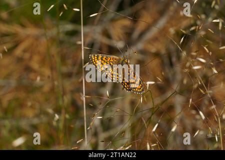 Melitaea athalia famille Nymphalidae genre Mellicta Heath papillon fritillaire nature sauvage photographie d'insectes, image, papier peint Banque D'Images