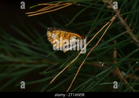 Melitaea athalia famille Nymphalidae genre Mellicta Heath papillon fritillaire nature sauvage photographie d'insectes, image, papier peint Banque D'Images