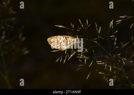 Melitaea athalia famille Nymphalidae genre Mellicta Heath papillon fritillaire nature sauvage photographie d'insectes, image, papier peint Banque D'Images