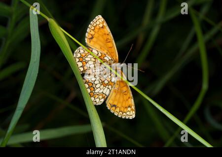 Melitaea athalia famille Nymphalidae genre Mellicta Heath papillon fritillaire nature sauvage photographie d'insectes, image, papier peint Banque D'Images