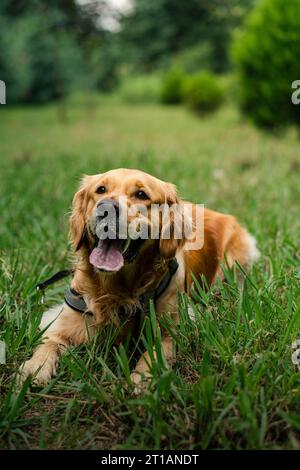 Golden retriever Banque D'Images
