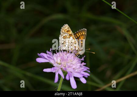 Melitaea diamina famille Nymphalidae genre Melitaea Faux bruyères papillon fritillaire nature sauvage photographie d'insectes, image, papier peint Banque D'Images