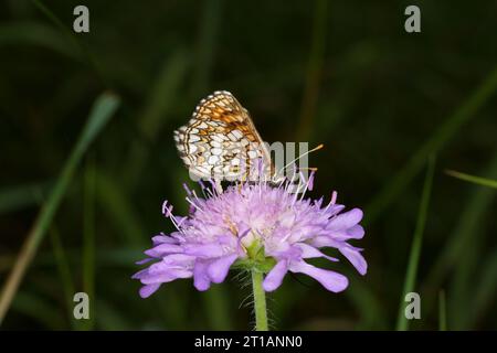 Melitaea diamina famille Nymphalidae genre Melitaea Faux bruyères papillon fritillaire nature sauvage photographie d'insectes, image, papier peint Banque D'Images