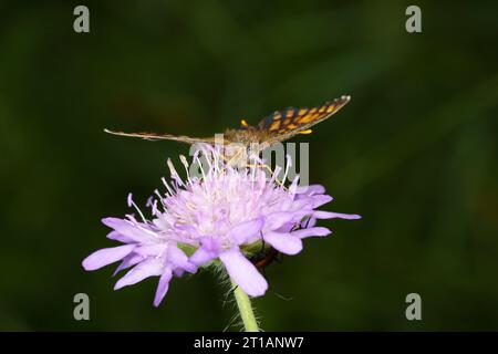 Melitaea diamina famille Nymphalidae genre Melitaea Faux bruyères papillon fritillaire nature sauvage photographie d'insectes, image, papier peint Banque D'Images