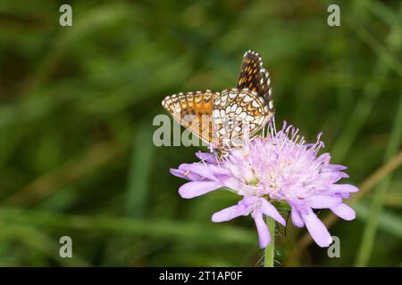 Melitaea diamina famille Nymphalidae genre Melitaea Faux bruyères papillon fritillaire nature sauvage photographie d'insectes, image, papier peint Banque D'Images