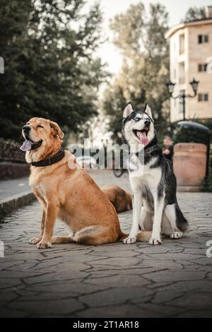 chien mignon huskey Banque D'Images