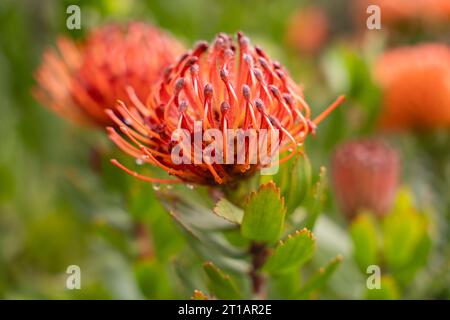 Une magnifique fleur de Leucospermum cordifolium, également connue sous le nom de fleurs en coussinet. Banque D'Images