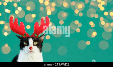 Drôle de chat avec bandeau de renne avec lumières bokeh défocalisées Banque D'Images