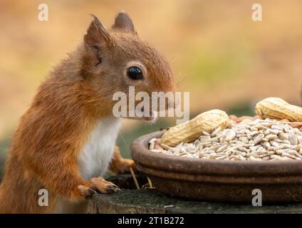 Gros plan d'un petit écureuil roux écossais affamé mangeant des noix de singe et des coeurs de tournesol dans la forêt Banque D'Images