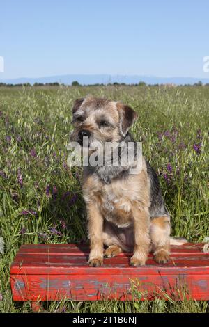 Border Terrier assis sur un banc rouge dans un champ de verdure contre un ciel bleu Banque D'Images