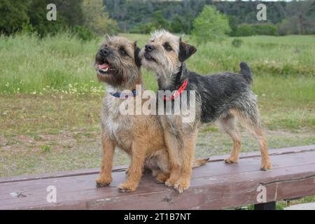 2 Border Terriers dans un parc sur un banc avec de la verdure et des arbres en arrière-plan. Un terrier assis l'autre debout Banque D'Images