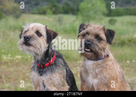 2 Border Terriers dans un parc sur un banc avec de la verdure et des arbres en arrière-plan Banque D'Images