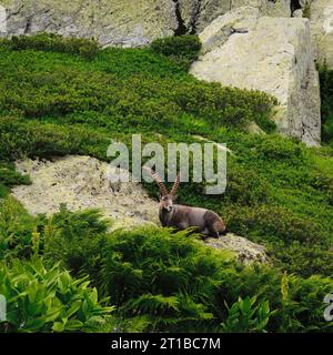 Ibex assis confortablement sur un rocher, entouré d'une végétation luxuriante, dans un parc naturel dans les Alpes françaises Banque D'Images