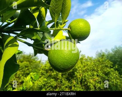 Orange bergamote. Agrumes de bergamote orange aigre ripper sur toi fermer up.green fruits de bergamote orange bergamote sur arbre, Citrus bergamia. Banque D'Images