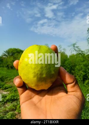 la goyave est sur la branche de l'arbre. Fruit de goyave suspendu. Gros plan de guavas . Concept de nourriture saine. Goyave. Fruit tropical mûr Guava sur l'arbre de goyavas. Guavas Banque D'Images