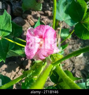 Gossypium herbaceum fermer avec des gousses de graines fraîches.Boll de coton accroché à la plante. Avec mise au point sélective sur le sujet. Gros plan de fleur de coton blanc. Banque D'Images