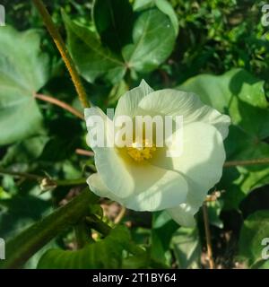 Gossypium herbaceum fermer avec des gousses de graines fraîches.Boll de coton accroché à la plante. Avec mise au point sélective sur le sujet. Gros plan de fleur de coton blanc. Banque D'Images