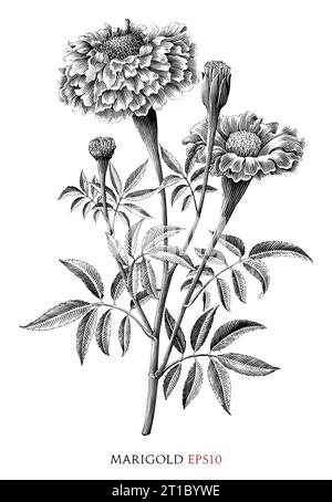 Marigold botanique vintage illustration clip art noir et blanc Illustration de Vecteur