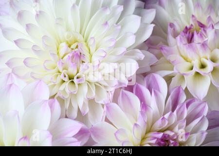 Beau fond frais de fleurs de fleur de dahlias Banque D'Images