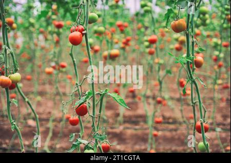 Belle tomate plante sur branche dans la maison verte en premier plan, tomates bio. mise au point sélective Banque D'Images