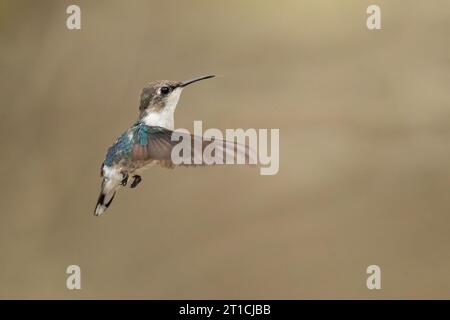 Le colibri abeille, zunzuncito ou Helena (Mellisuga helenae) est le plus petit oiseau du monde Banque D'Images