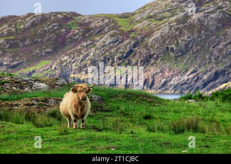 Highland Coo à Scourie, Sutherland, Écosse. Banque D'Images
