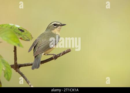 La Paruline bleue à gorge noire (Setophaga caerulescens) est un petit oiseau passereau de la famille des Parulines du Nouveau monde. Banque D'Images