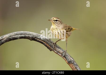 La Paruline du Cap (Setophaga tigrina) est une espèce de Paruline du Nouveau monde. Banque D'Images
