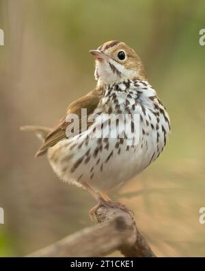 L'oiseau du four (Seiurus aurocapilla) est un petit oiseau chanteur de la famille des Parulidae (Parulidae). Banque D'Images