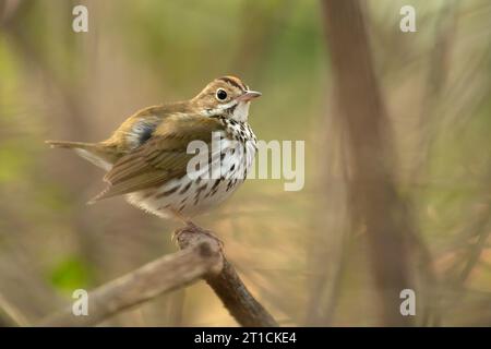 L'oiseau du four (Seiurus aurocapilla) est un petit oiseau chanteur de la famille des Parulidae (Parulidae). Banque D'Images