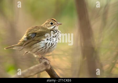 L'oiseau du four (Seiurus aurocapilla) est un petit oiseau chanteur de la famille des Parulidae (Parulidae). Banque D'Images