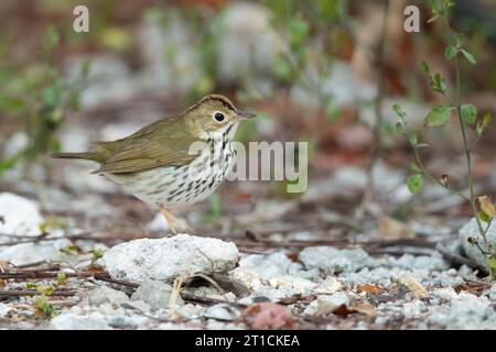 L'oiseau du four (Seiurus aurocapilla) est un petit oiseau chanteur de la famille des Parulidae (Parulidae). Banque D'Images