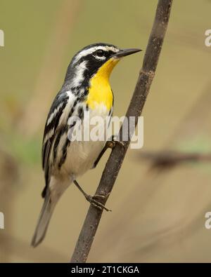 La Paruline à gorge jaune (Setophaga dominica) est une petite espèce migratrice d'oiseaux chanteurs de la famille des Parulidae (Parulidae) Banque D'Images