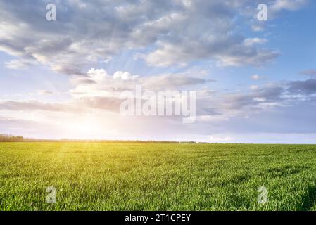 Prairie verte et ciel bleu avec des nuages et soleil avec des rayons. Banque D'Images