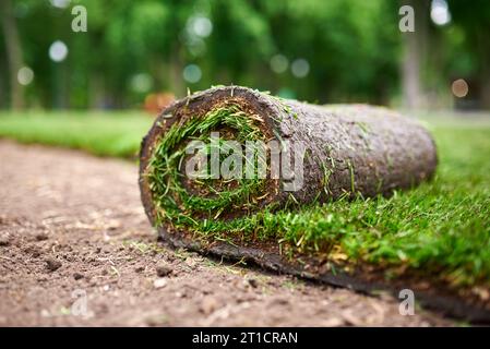 faire de la pelouse neuve en utilisant de l'herbe en rouleau. Banque D'Images