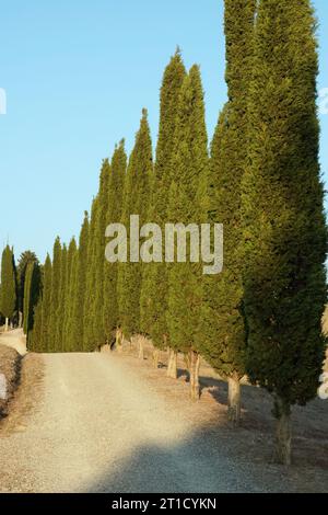 Une longue rangée de cyprès borde une route de campagne, Cupressus sempervirens ; Cupressaceae; Banque D'Images