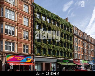 Un mur vivant sur le devant de Synergy House, Southampton Row, Londres WC1 Banque D'Images