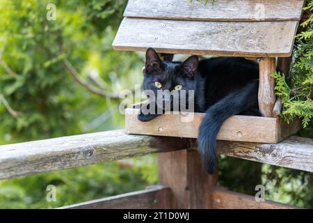 im Vogelhaus sitzende schwarze Katze Vogeljagd Banque D'Images