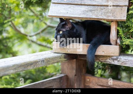 im Vogelhaus sitzende schwarze Katze Vogeljagd Banque D'Images