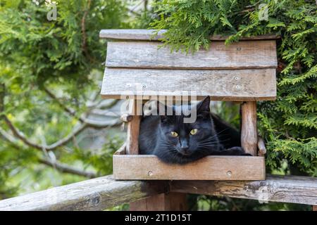 im Vogelhaus sitzende schwarze Katze Vogeljagd Banque D'Images