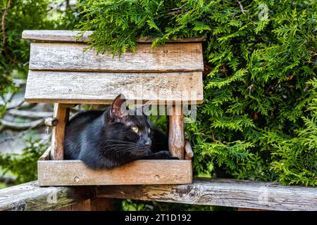 im Vogelhaus sitzende schwarze Katze Vogeljagd Banque D'Images